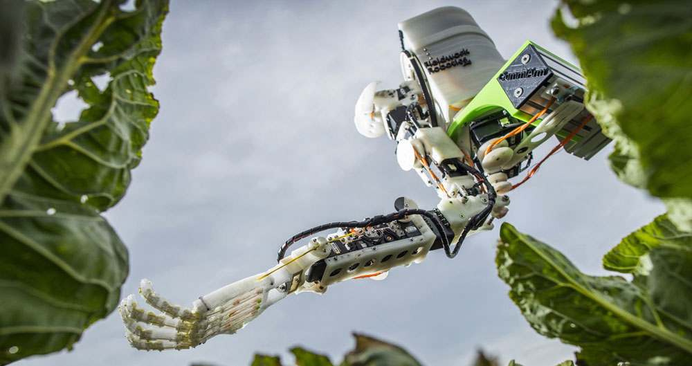 Automated robot hand picking brassica from a field in Cornwall as part of the Cornwall Project run by Dr Martin Stoelen