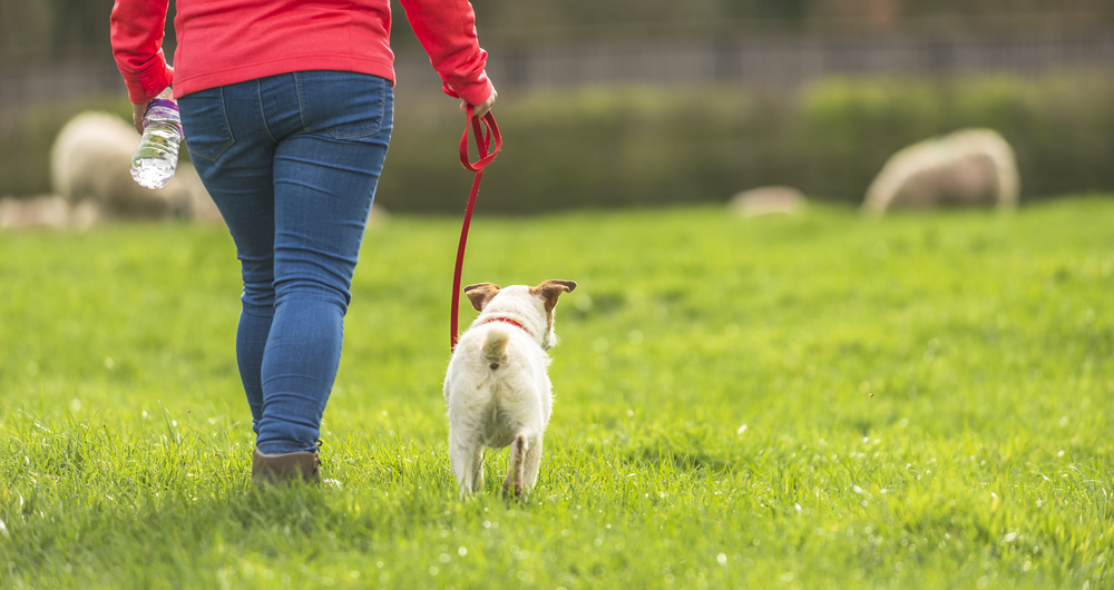 New Figures Show Huge Rise In Cost Of Dog Attacks On Livestock
