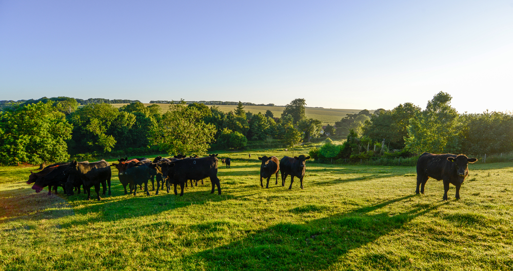 A picture of cows grazing.