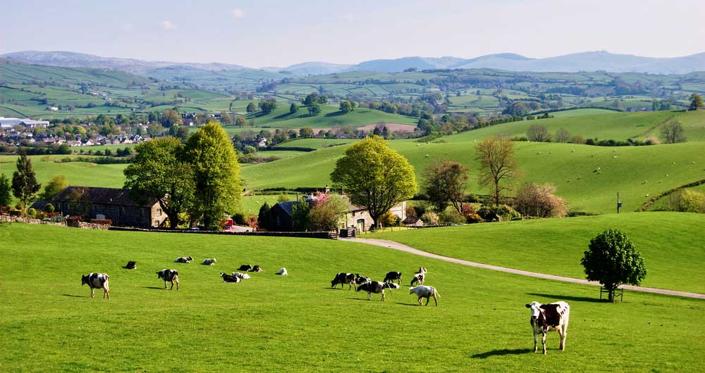 spring rural landscape with cattle 