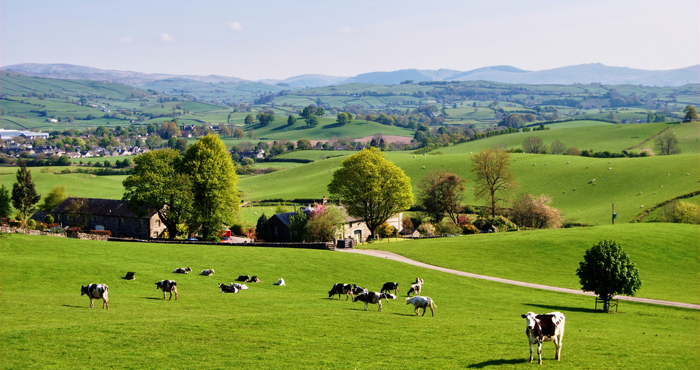 spring rural landscape with cattle 