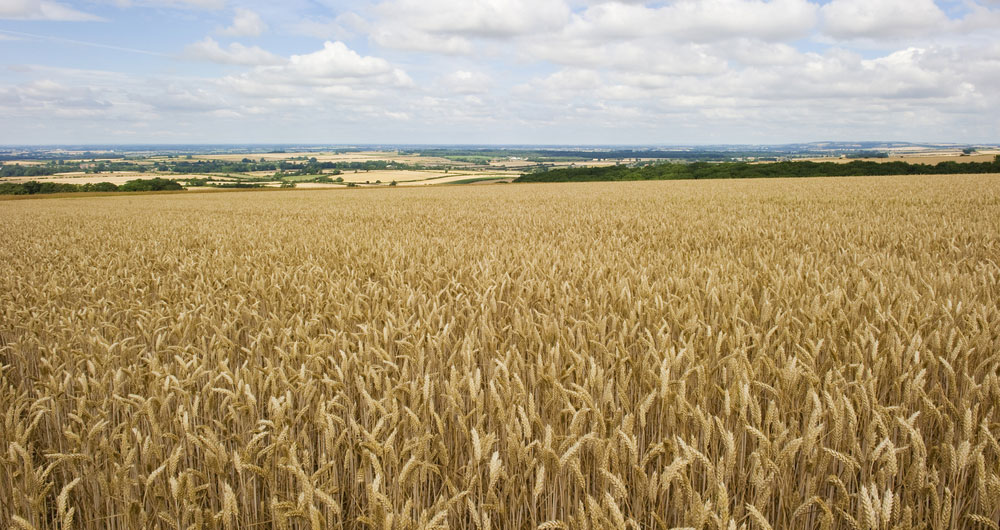 A Yorkshire wolds view with a wheat crop in the foreground