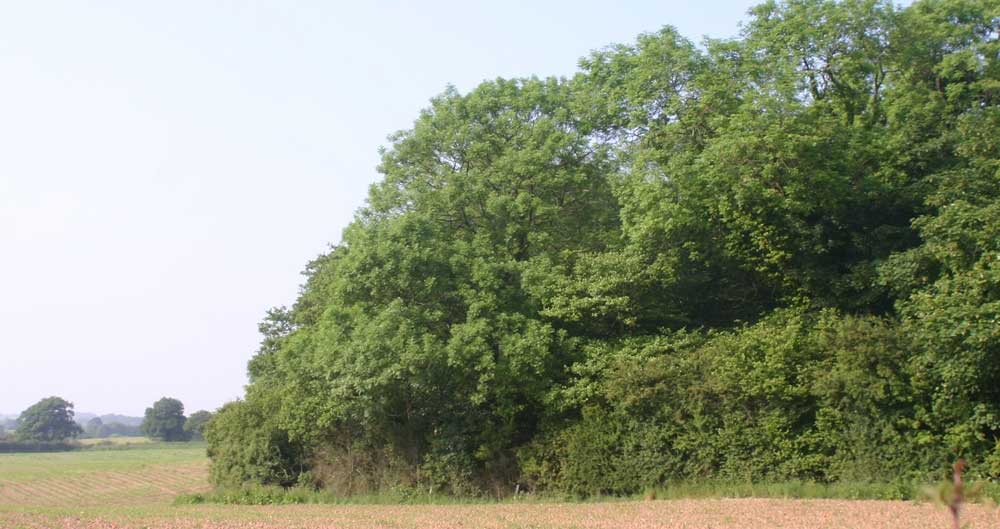 Fields and woodland in Staffordshire