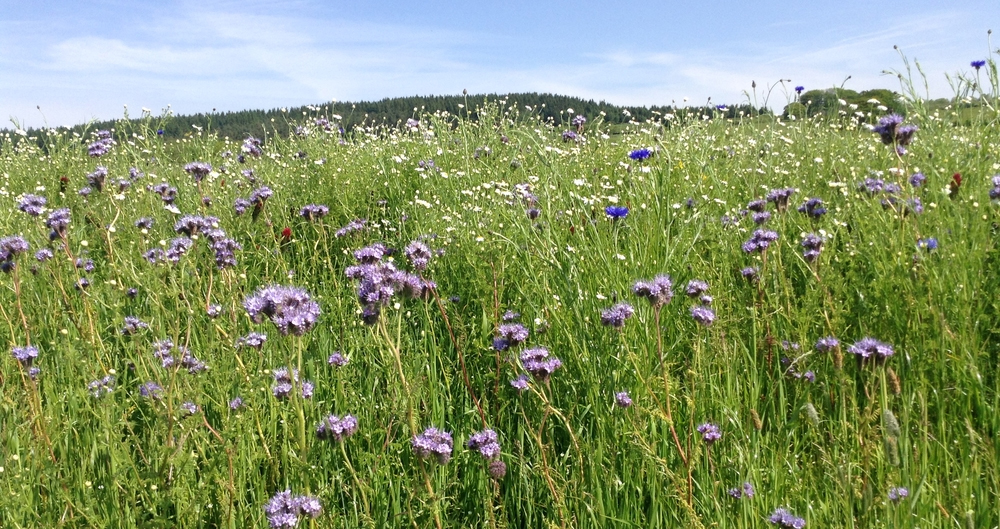 Field margins supporting pollinators