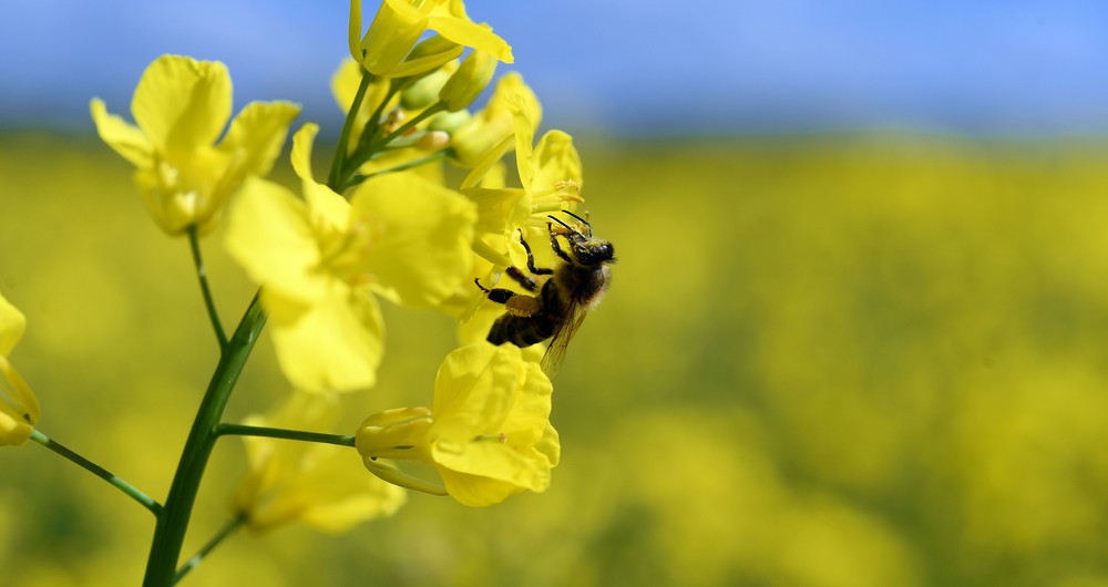Beeds on oilsede rape at Hillfarm Oils in Suffolk.