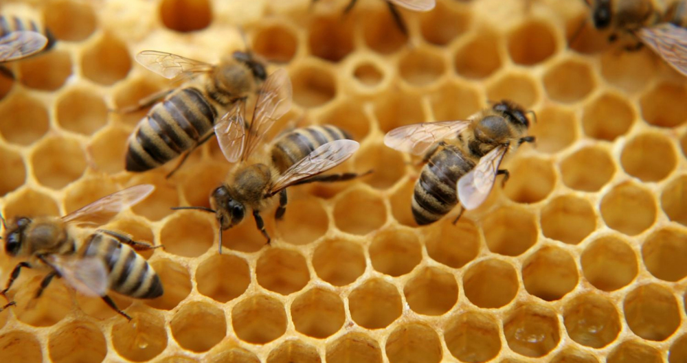 Honey Bees on hive