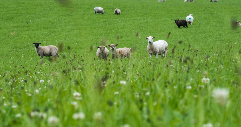 Sheep grazing organic pasture