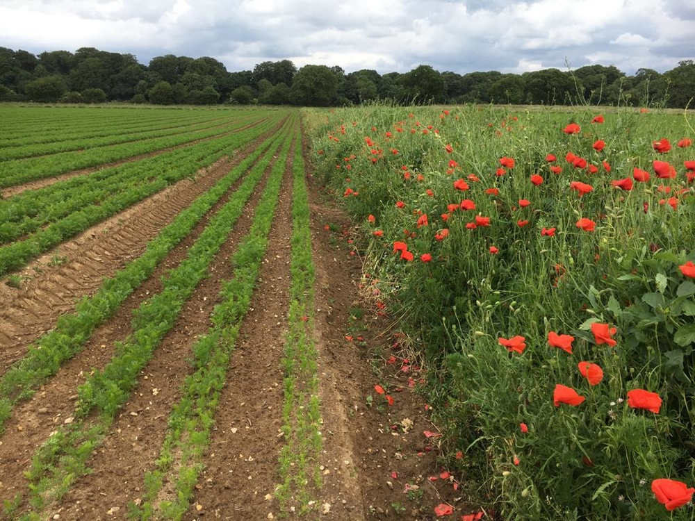 An image of a field that has been spilt into two, on the left a field of vegetables and on the right a predator strip put in to reduce the impact of pests. 