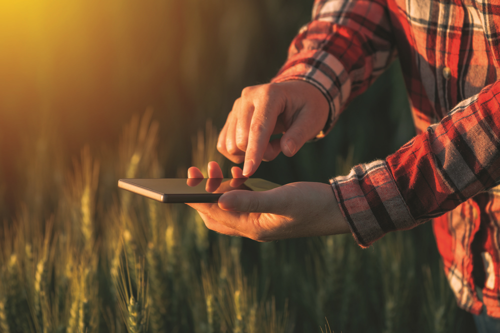 Agronomist using smart phone mobile app to analyze crop development, female hands with mobile phone in cultivated wheat field