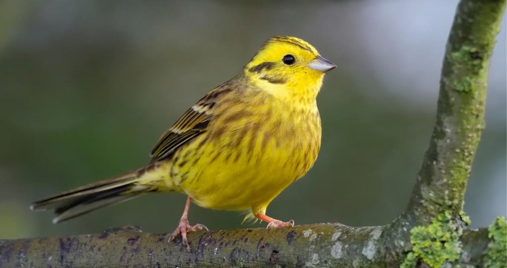 A perching yellowhammer