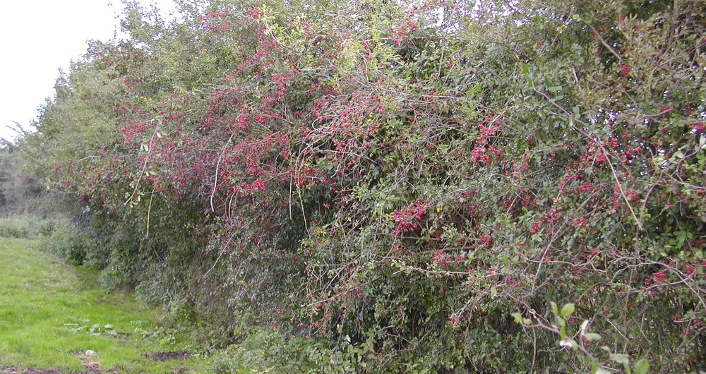 A large hedge with berries growing on it