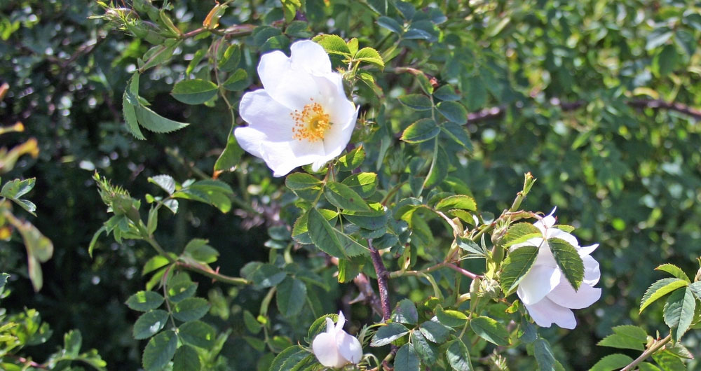 Managing hedges to benefit pollinators