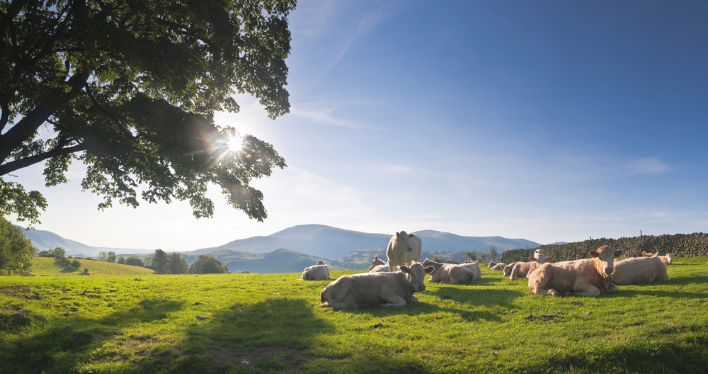 Cows in a field