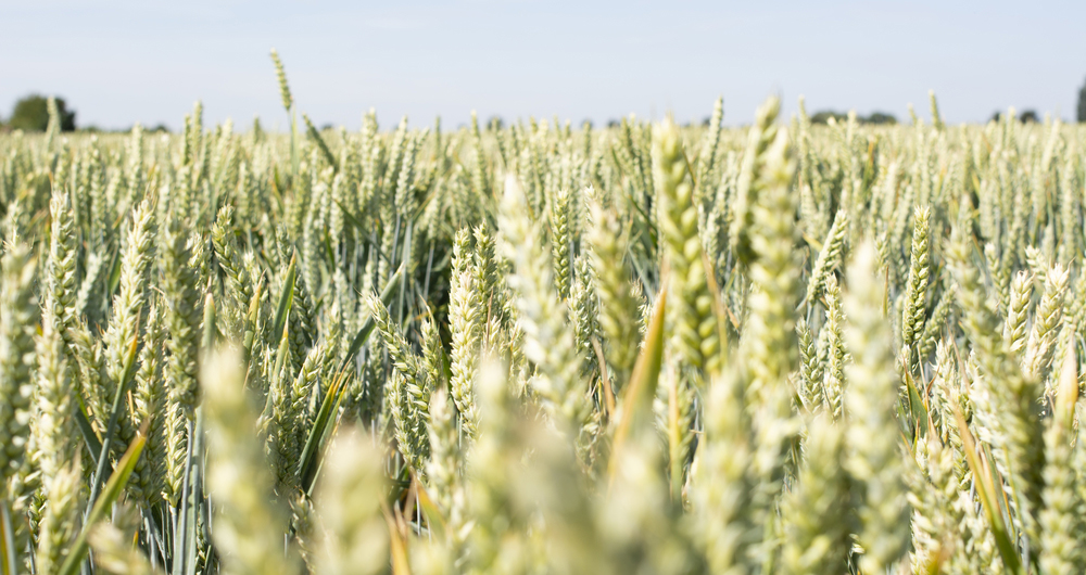 A picture of a field of wheat 