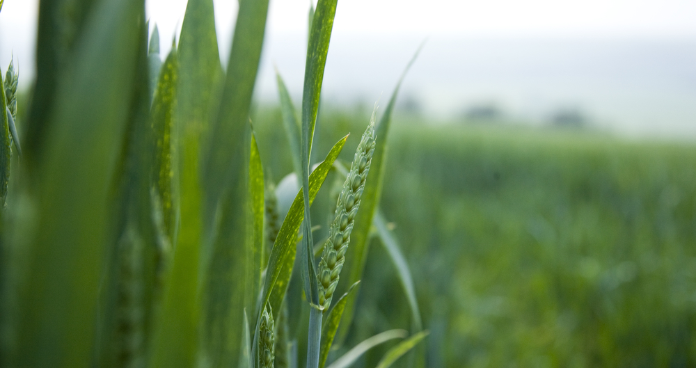 A close up image of cereals growing in a field