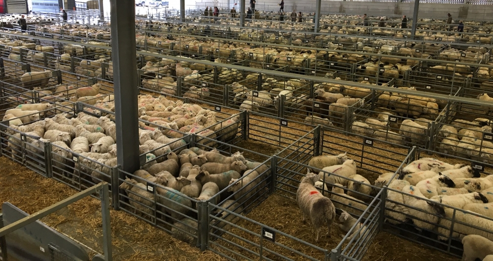 A sheep in pens at market scene
