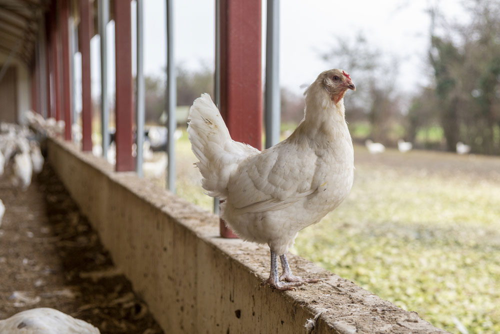 Blue egg hen