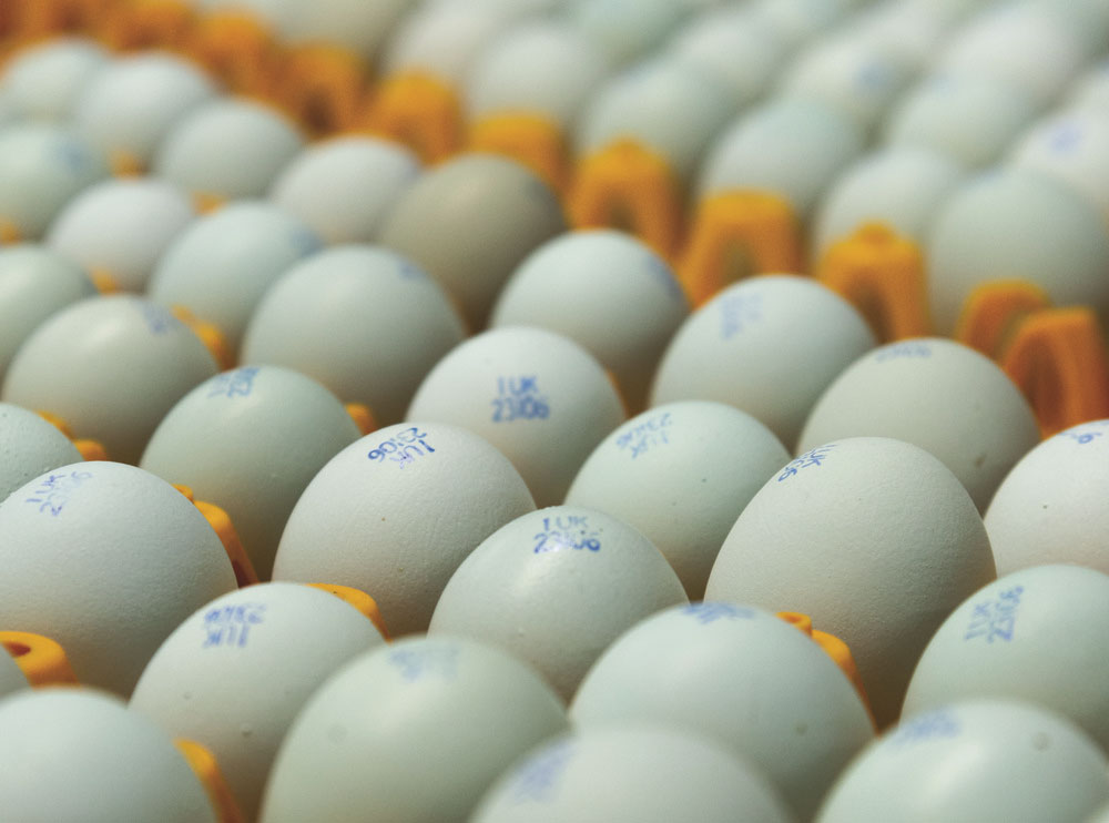 A tray of blue eggs