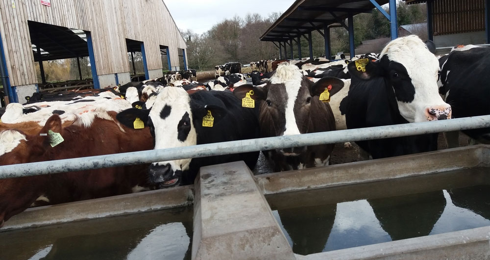 Cows at a water trough