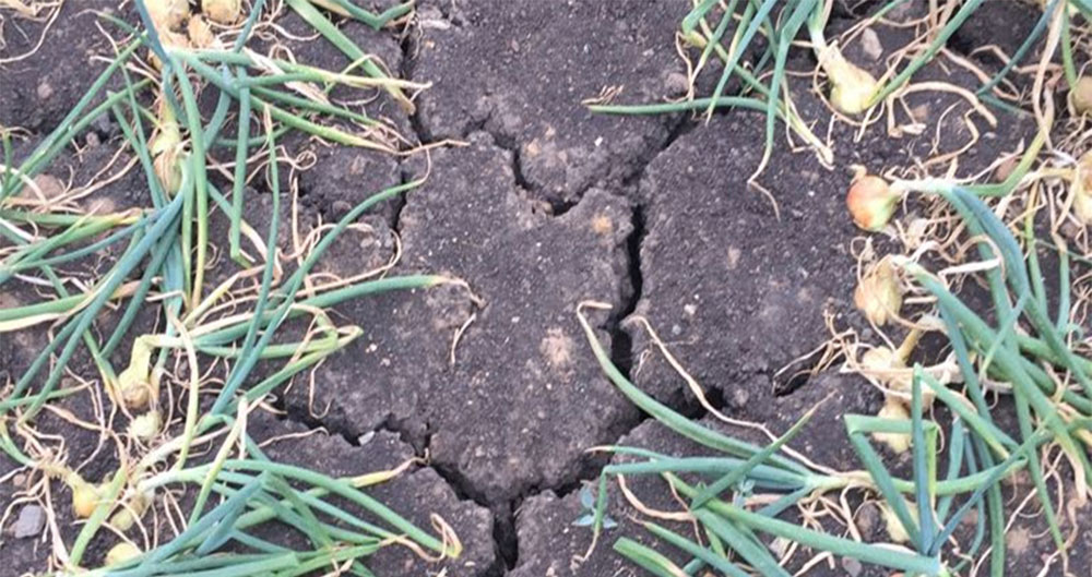 Dry, cracked soil