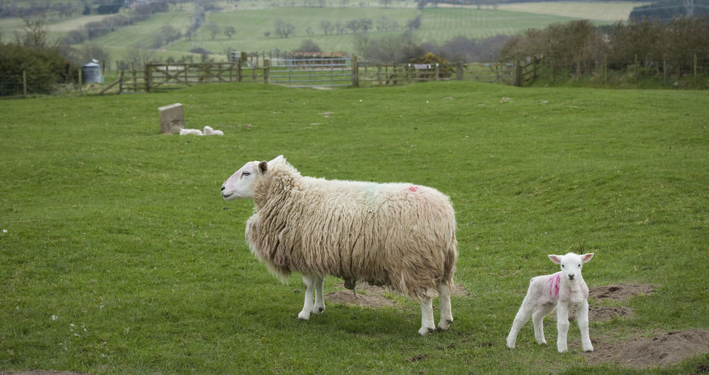 Lamb and ewe, Northumberland