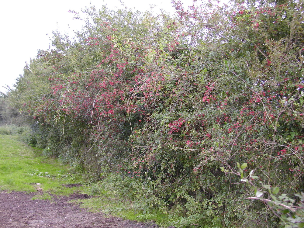 A good farmland hedge perfect for wildlife