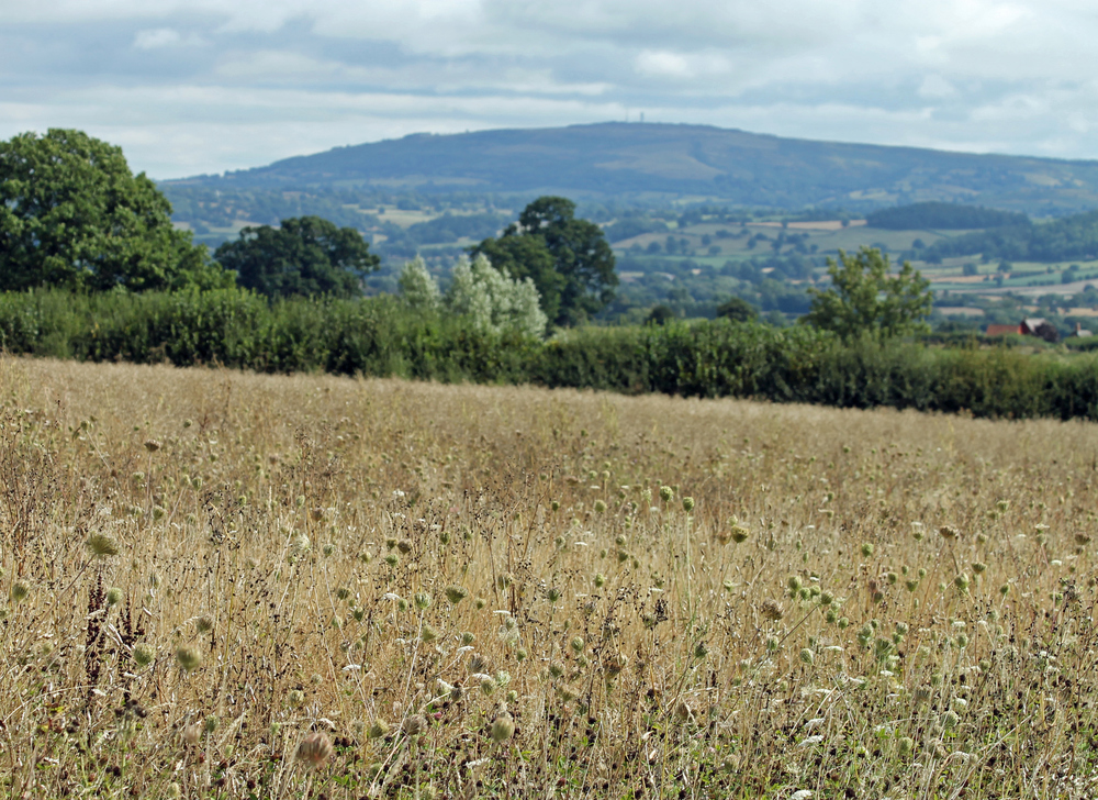 Wild bird seed mix on farm