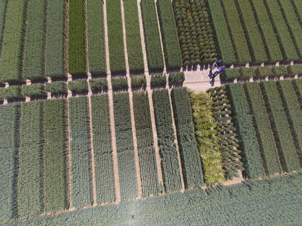 An aerial view of crop trials at NIAB, Cambridge