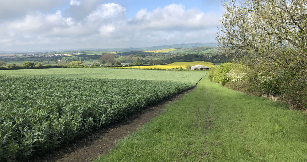 field margin next to a bean plant crop, on farm in Warwickshire