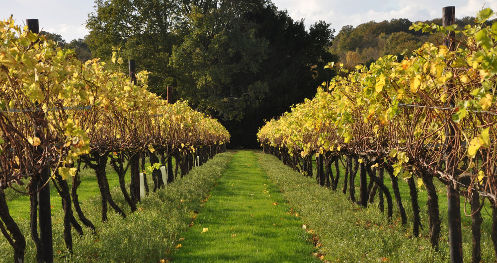 Autumn at Biddenden vineyard