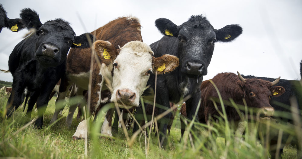 Three beef cows graze on Somerset grass