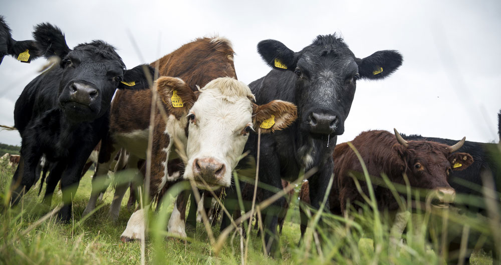 Three beef cows graze on Somerset grass