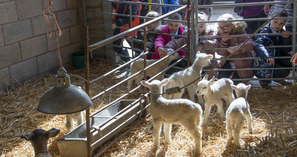 Children meeting lambs on a farm visit. 