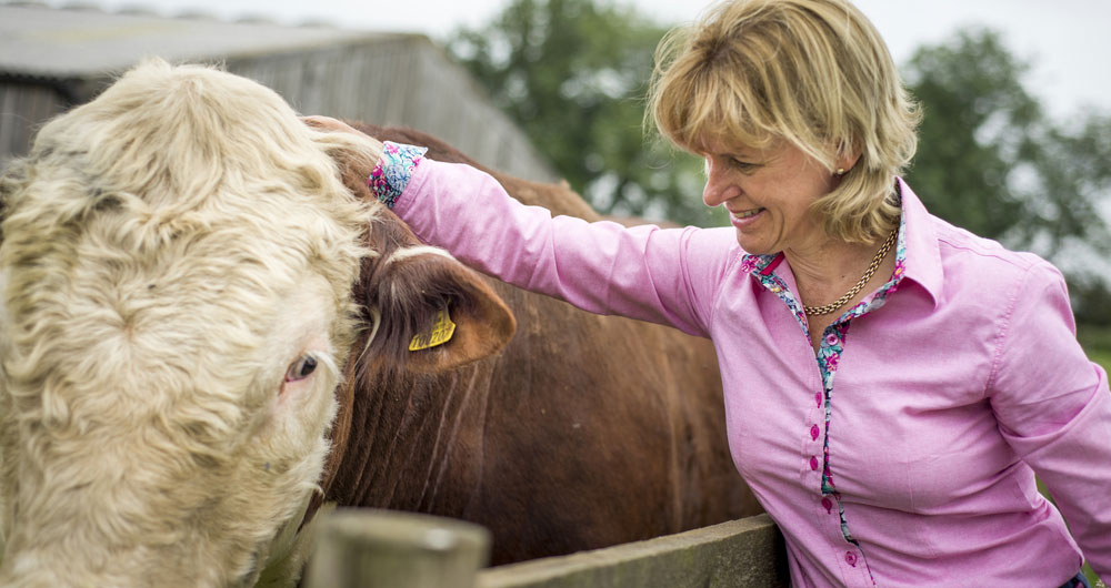 NFU President Minette Batters and beef cattle