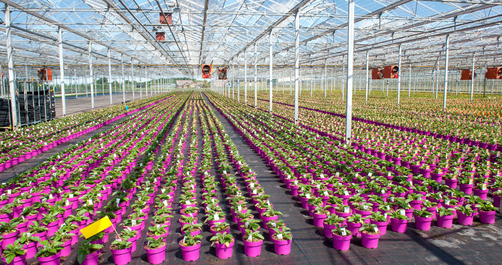 Cut flowers are grown in rows in a glasshouse