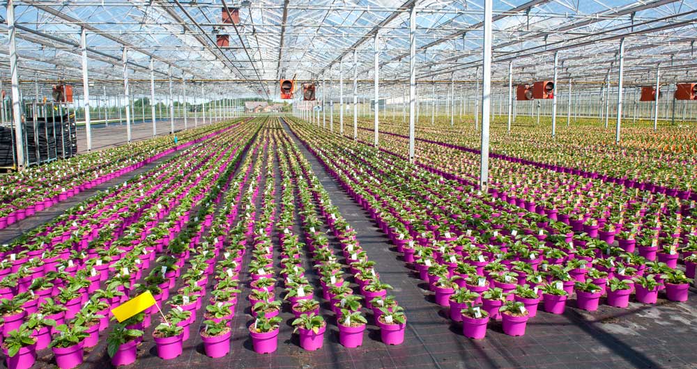 Cut flowers are grown in rows in a glasshouse