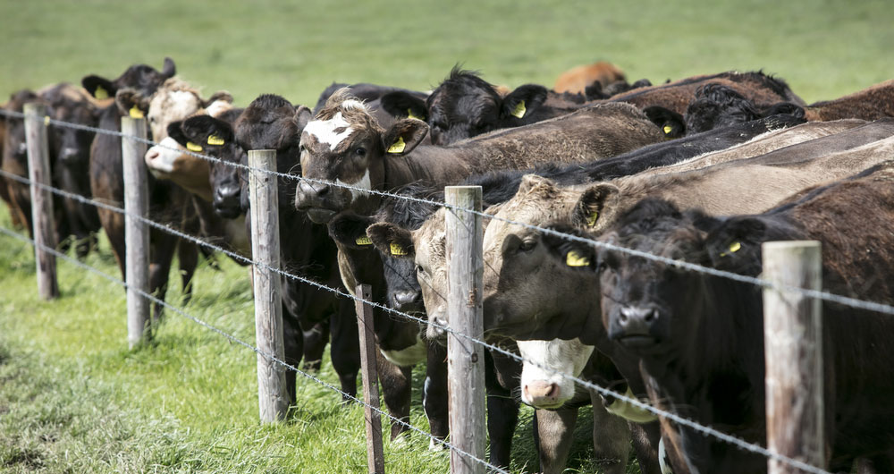 Organic beef cattle on Jimi Collis farm