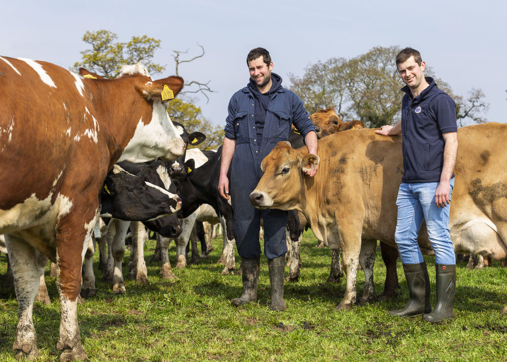 Henry and Rob Cooke, Clotton Hall Dairy, with Jersey, Danish Red and Holstein Friesian cows