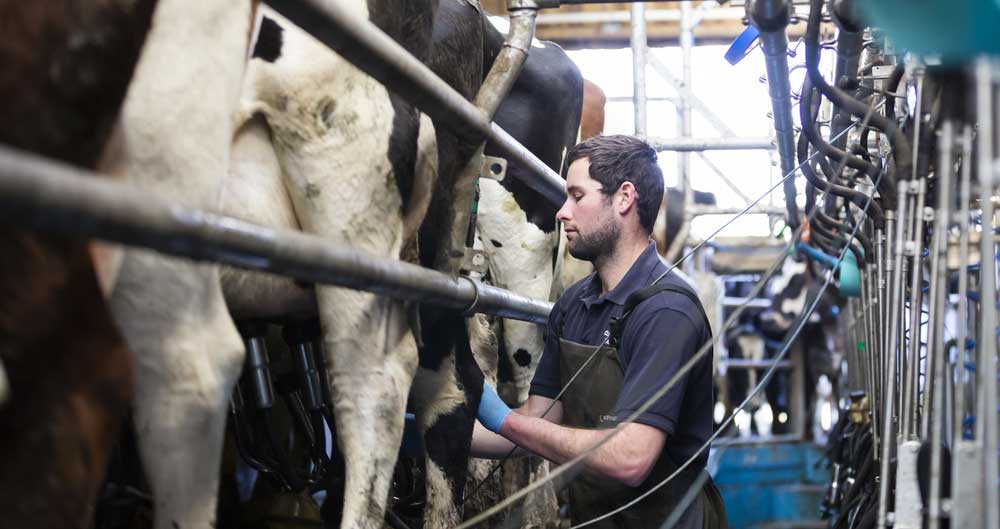 Rob Cooke, Clotton Hall Dairy, in the milking parlour