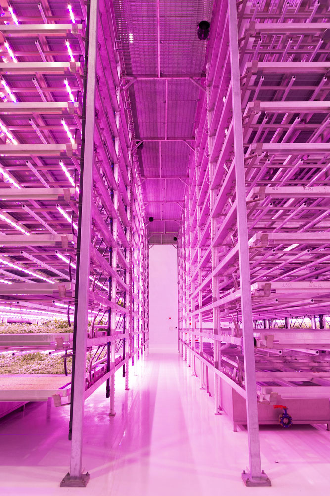 Vertical Farming - crops growing under LED lights in a warehouse. 