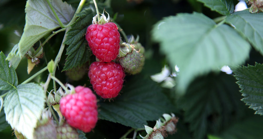 British raspberries