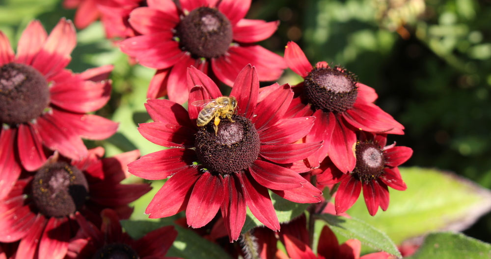 Bees pollinating on garden flowers. 