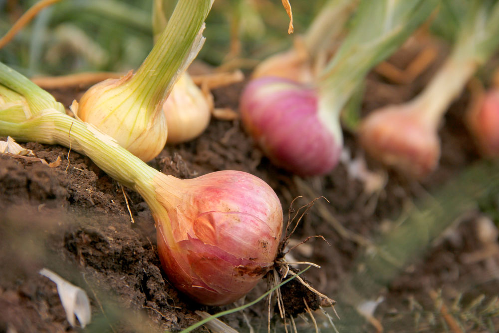 Onions ready to be lifted