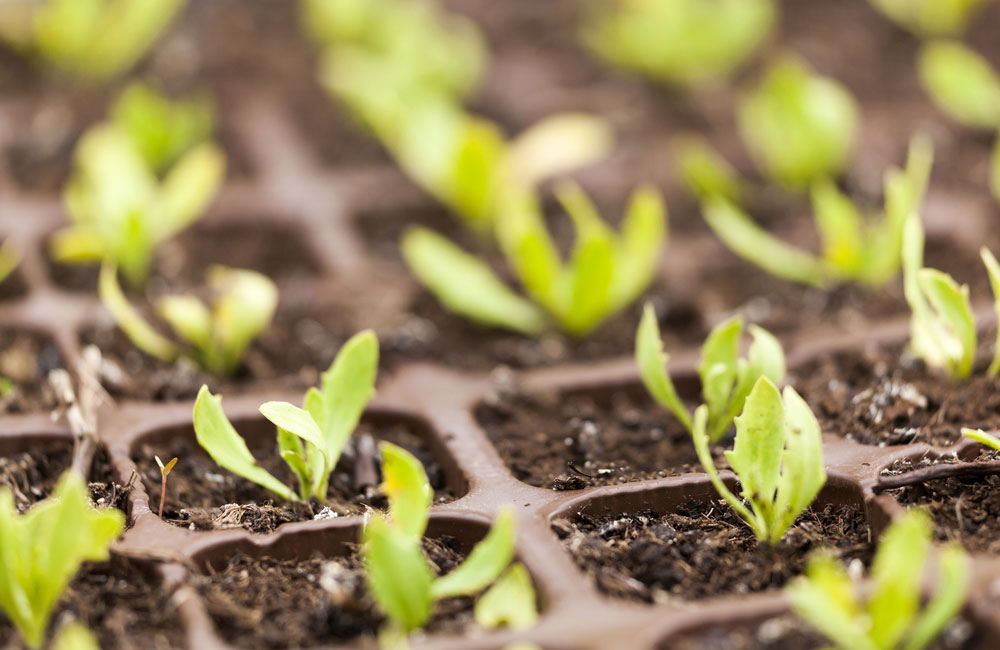 Early growth of perennials and biennials 