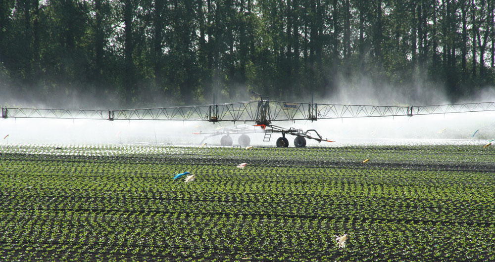 Irrigating salad crops near Littleport