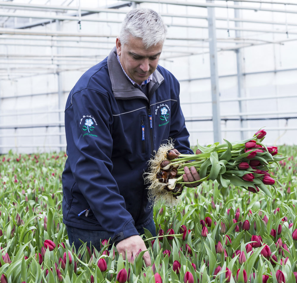 Mark Eves of Belmont Nurseries grows British tulips