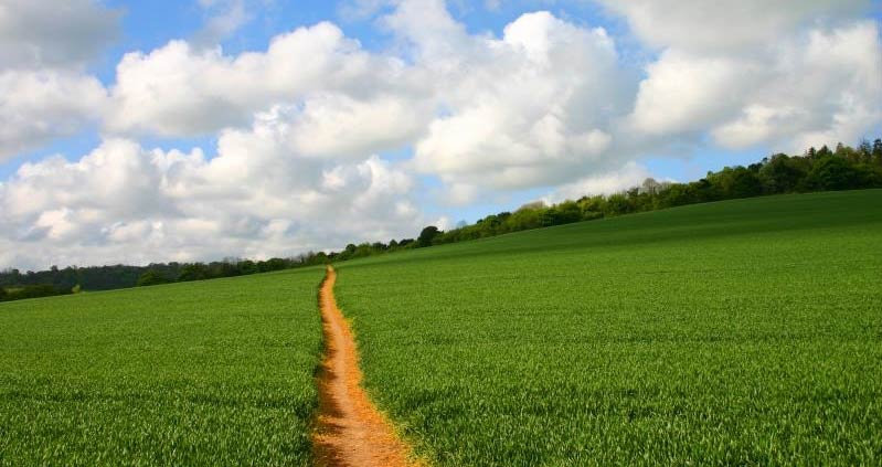 Footpath through a field