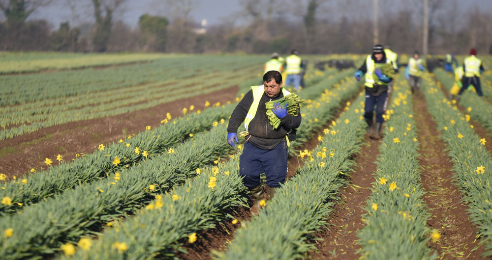 Workers at Taylors Bulbs Holbeach Lincolnshire