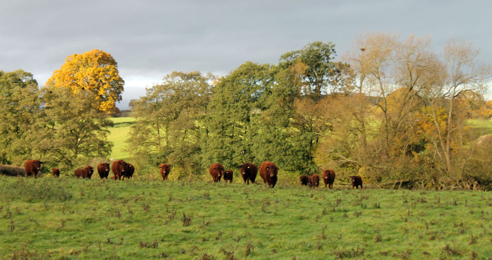 Devon cattle