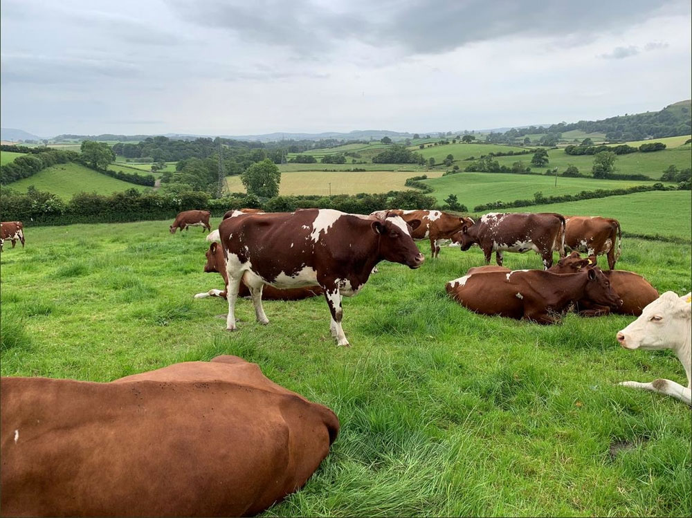 dairy shorthorns